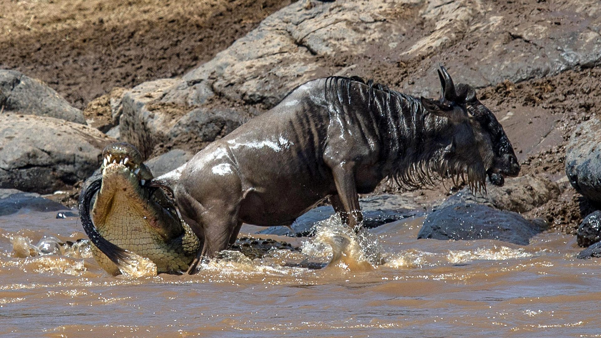 10 days Mara river crossing & Great Wildebeest migration, Serengeti safari