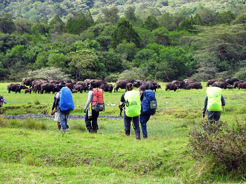 Mount Meru wildlife