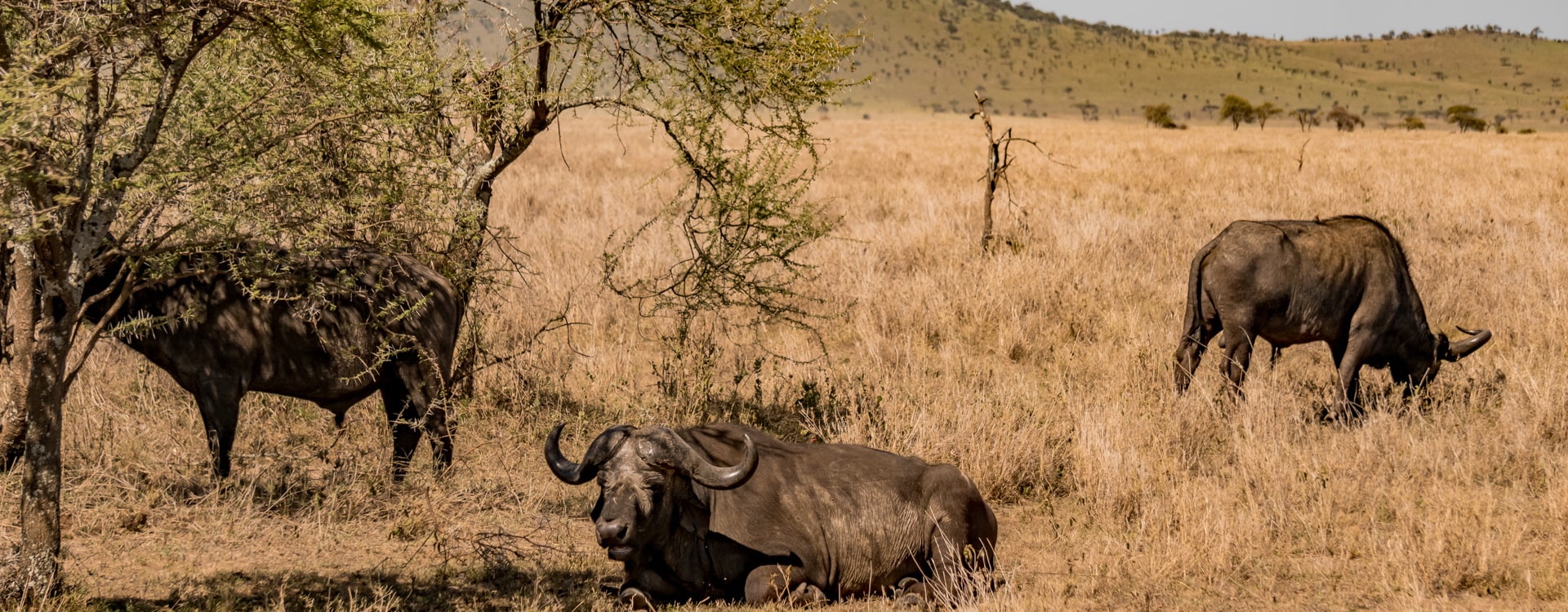 Mikumi National Park