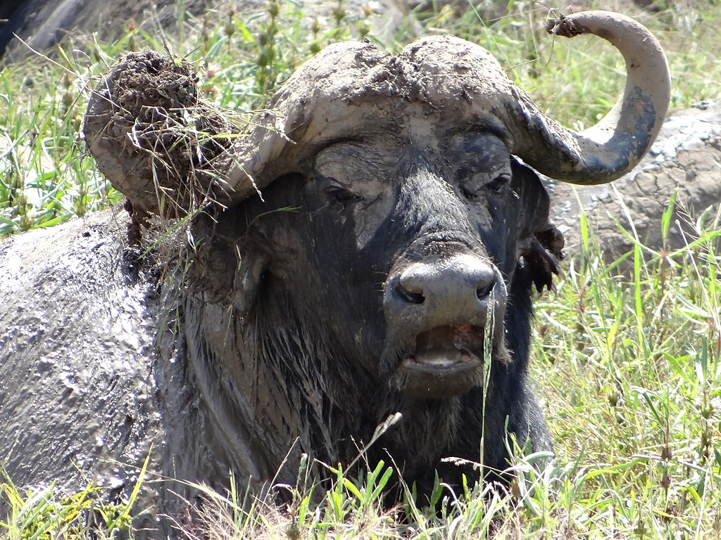 Mikumi National Park