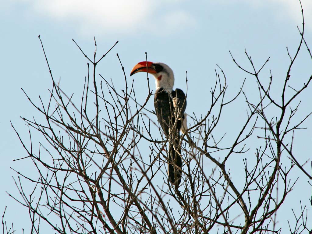 Mkomazi National Park