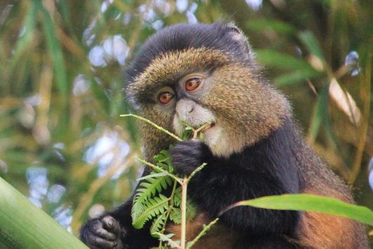 Mount Meru wildlife
