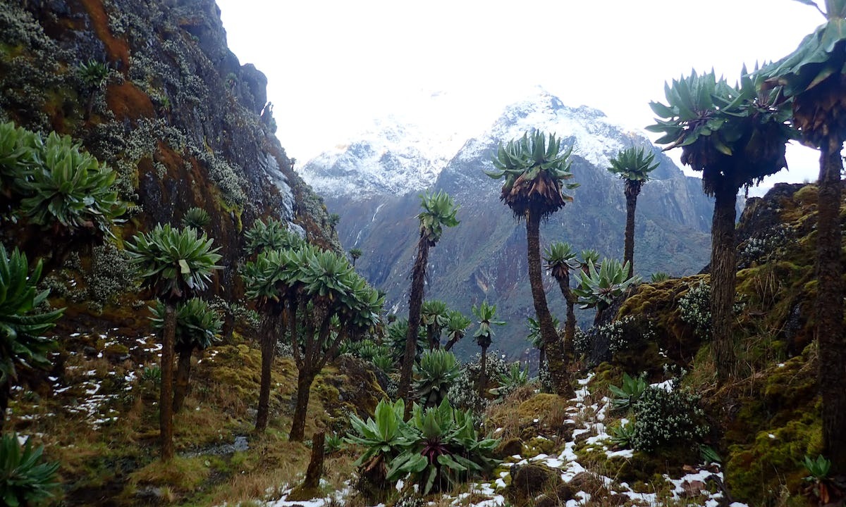 Mount Baker Uganda fifth highest mountain in africa