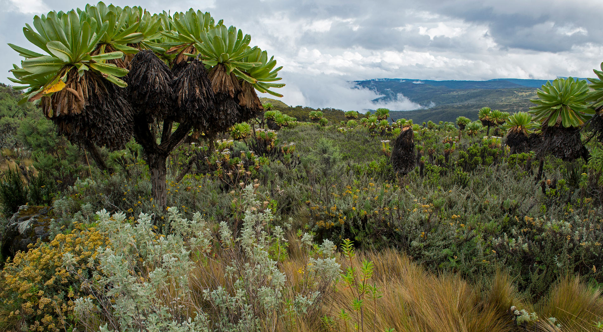 7 Days Mount Elgon Hike (Sipi trail)