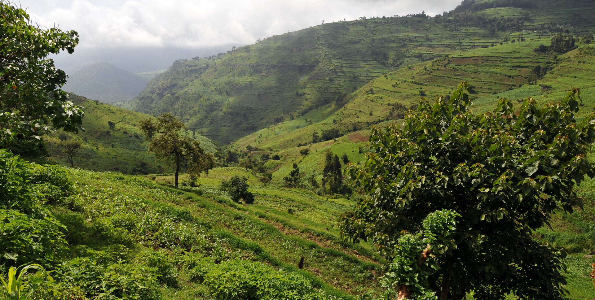 5 Days Mount Elgon Trek (Sasa trail)