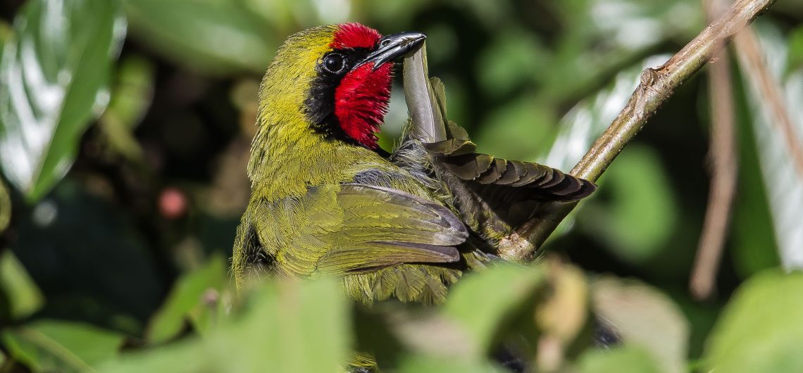 Birds of Mount Kenya