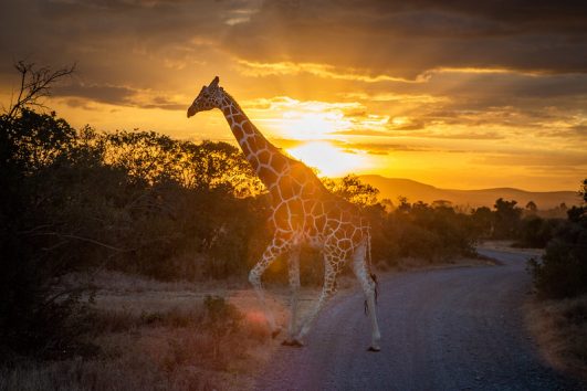 Mount Kenya Trek and safari