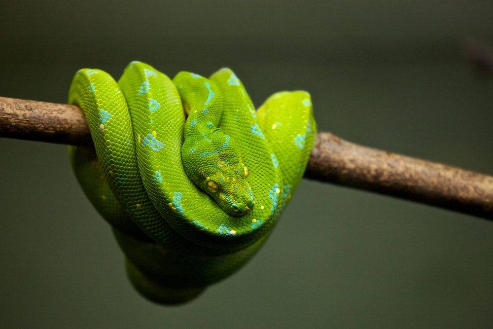 Snake on Mount Kilimanjaro