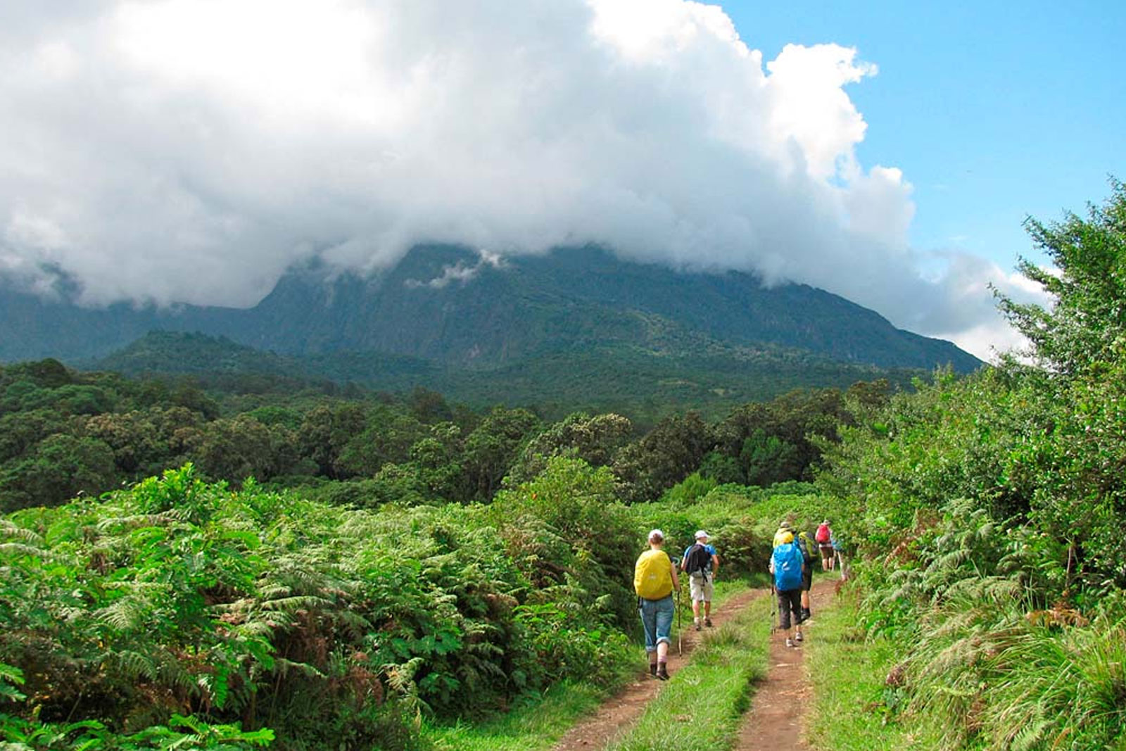 Mount Meru vegetation