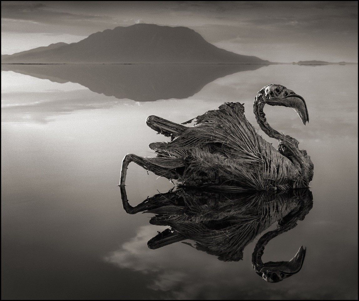 Lake natron animals stone