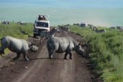 Ngorongoro Crater Day Trip