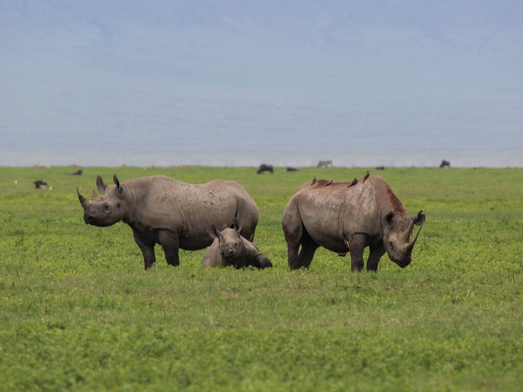 Ngorongoro Crater rhinos