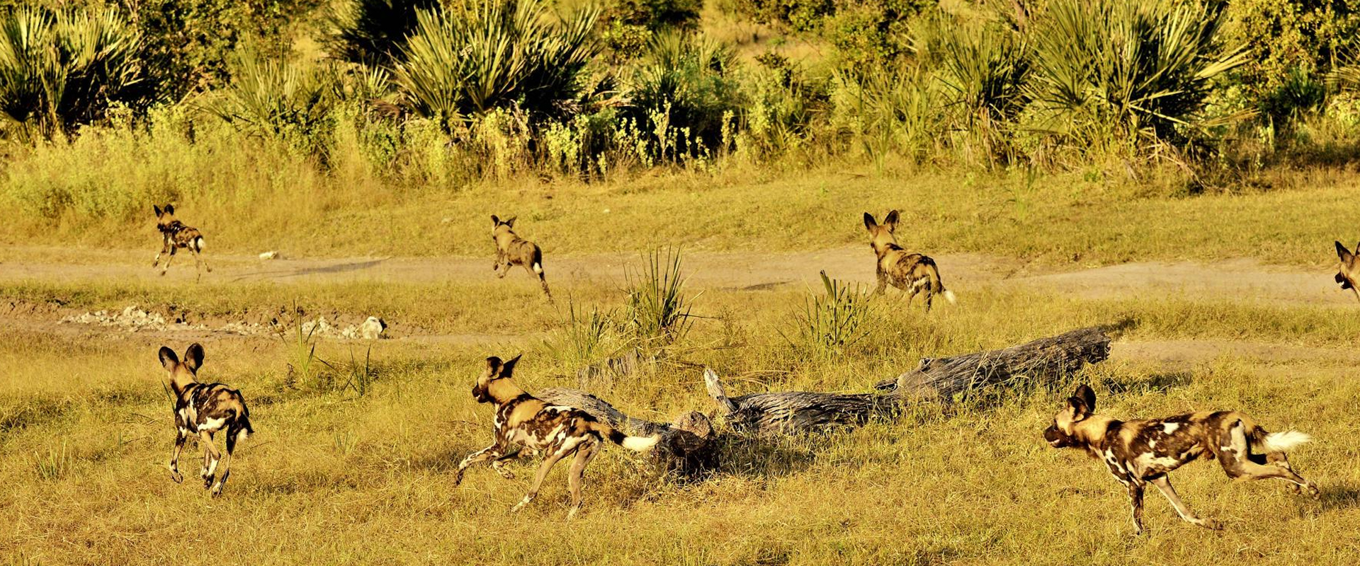 Nyerere National park