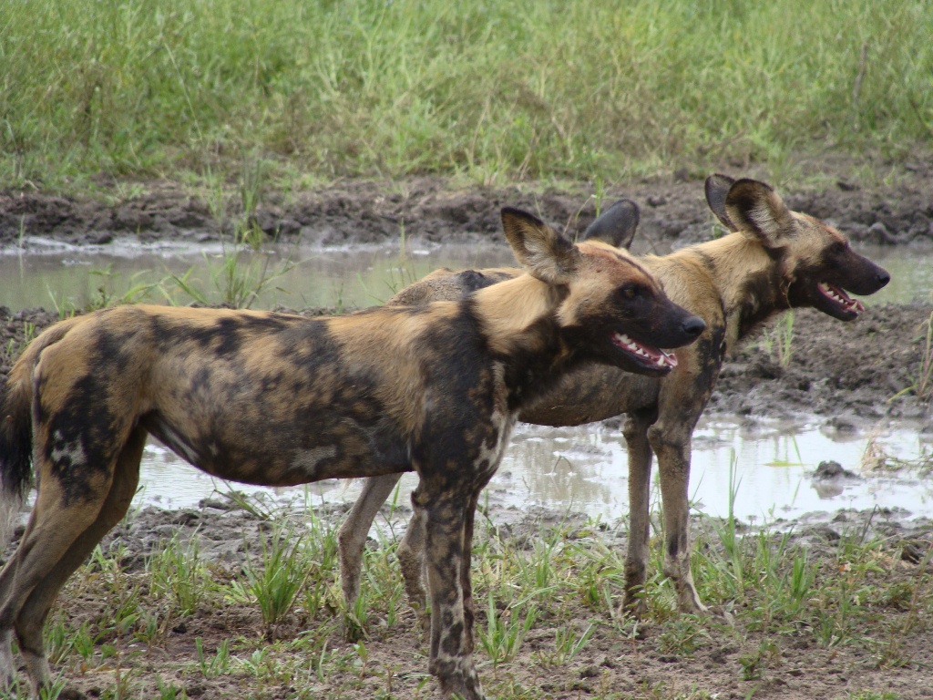 Nyerere National Park