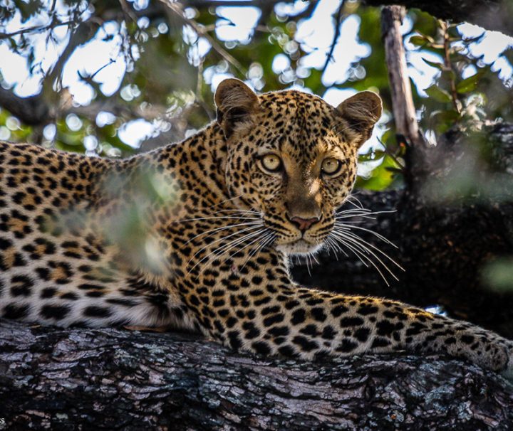 Northern and Southern Tanzania Safari