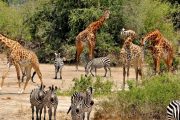 1 Day Serengeti safari