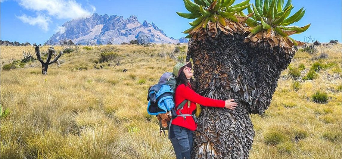 Image of Giant groundsel with a climber