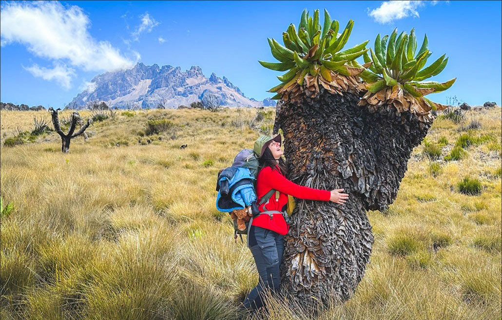 Image of Giant groundsel plant in mountain landscape