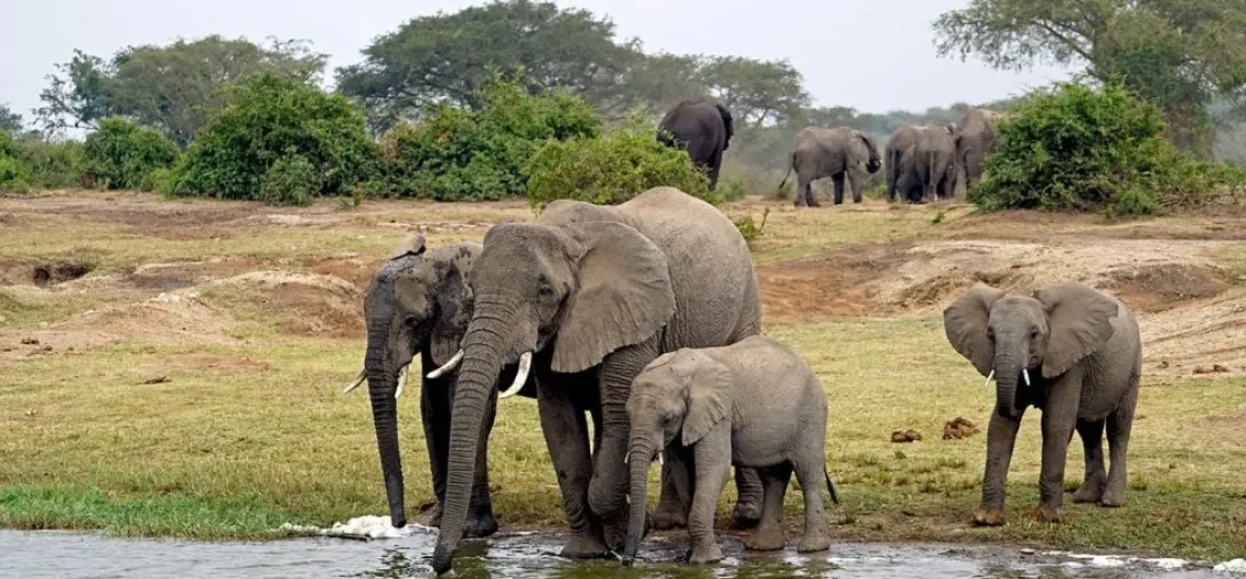 Rwenzori wildlife Uganda