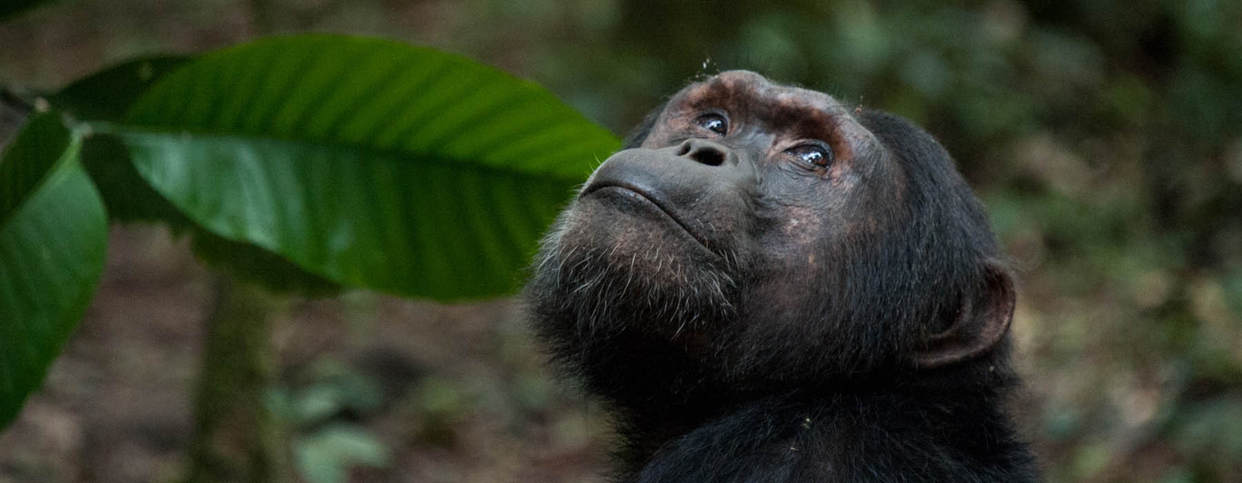 6 Days Kibale Chimpanzee Tracking & Rwenzori Hiking Adventure
