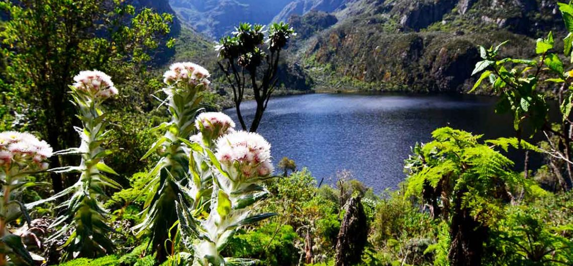 Rwenzori Mountains Vegetation