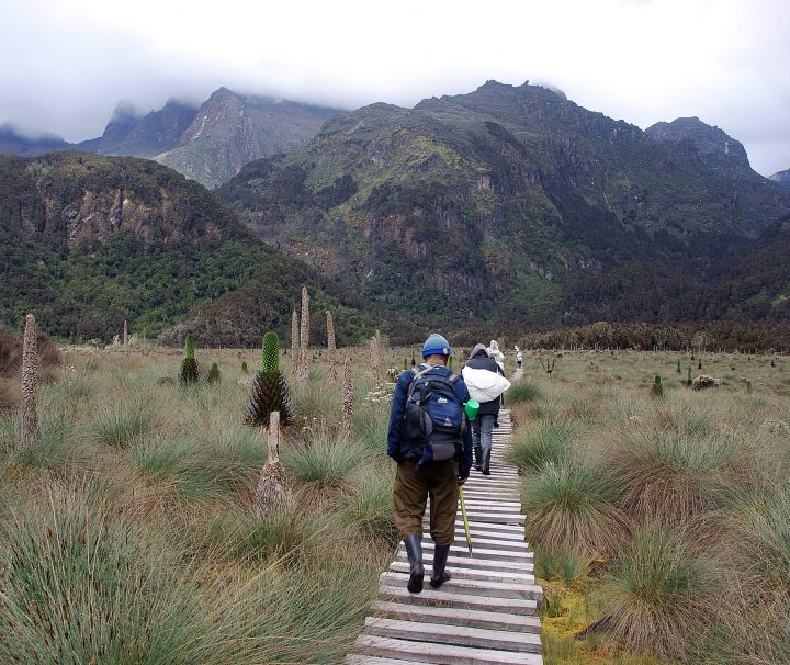 7 Days Rwenzori Mountains