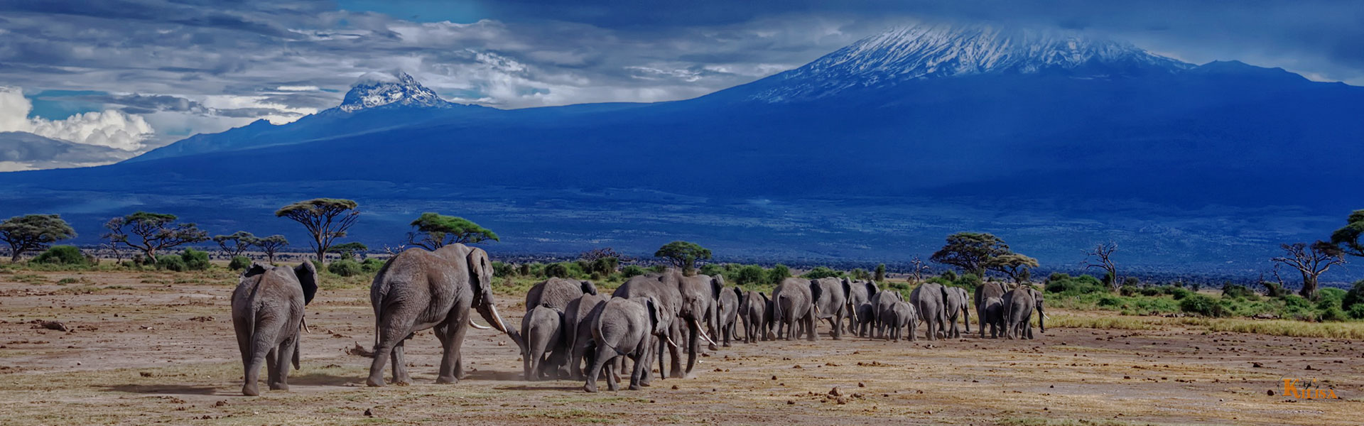 Kilimanjaro Wildlife (Animals)