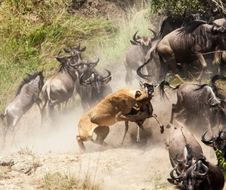 Wildbeest migration safari, Kilimanjaro and Zanzibar