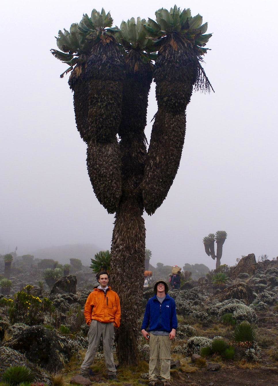 Dendrosenecio kilimanjari