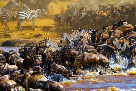 Wildebeest migration crossing safari