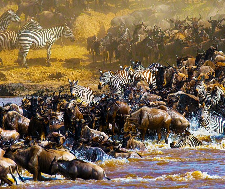 Wildebeest migration crossing safari
