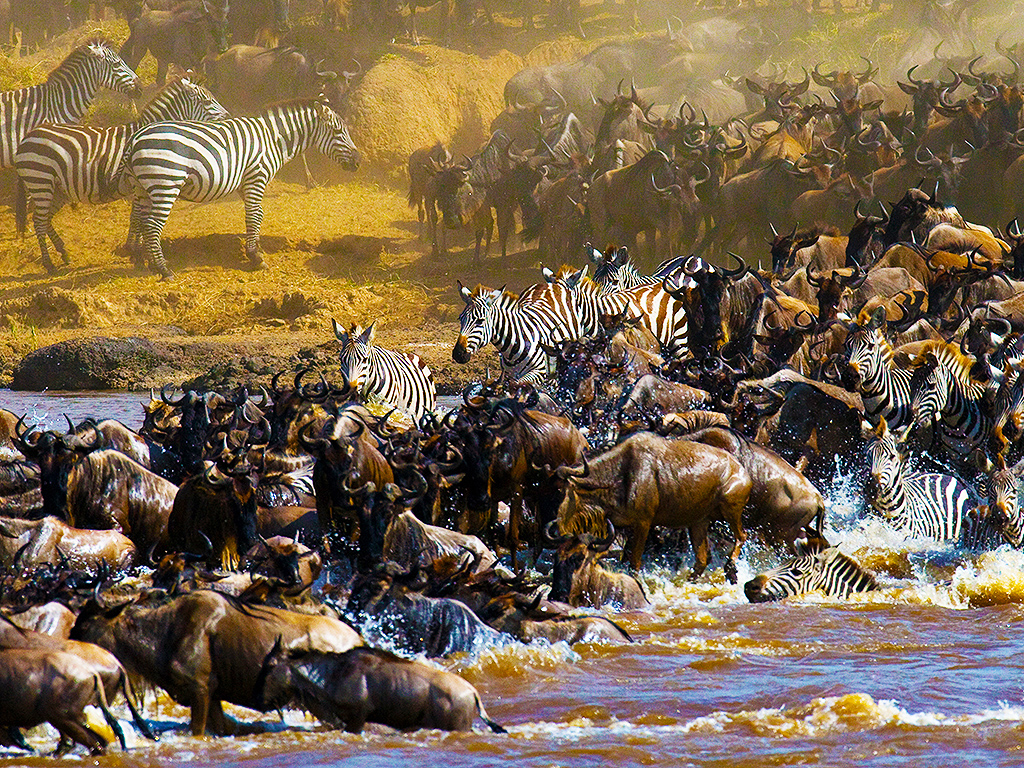 Wildebeest migration crossing safari