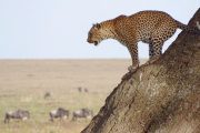 1 Day Serengeti safari