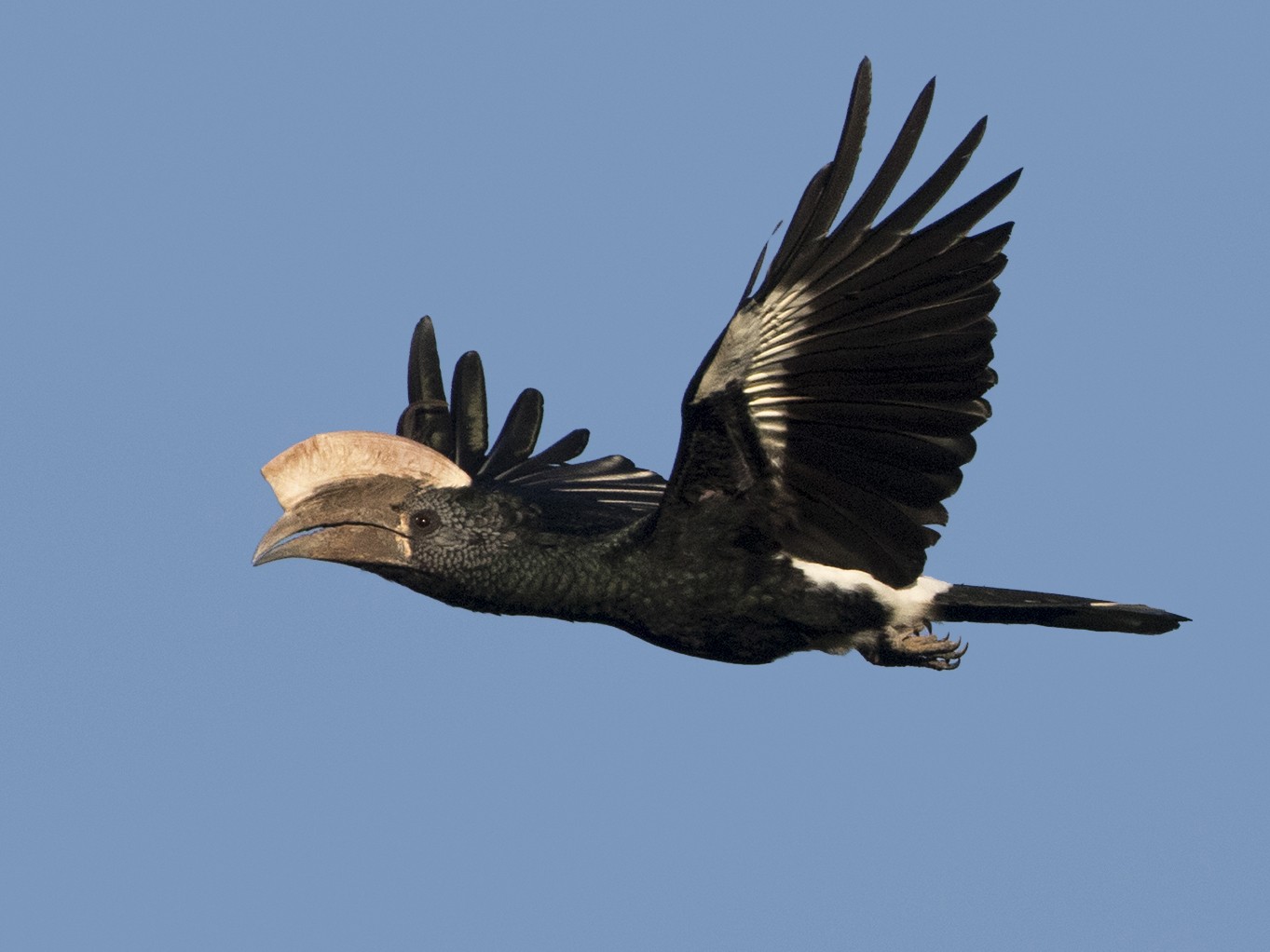 silvery-cheeked-hornbill Silvery Cheeked Hornbill