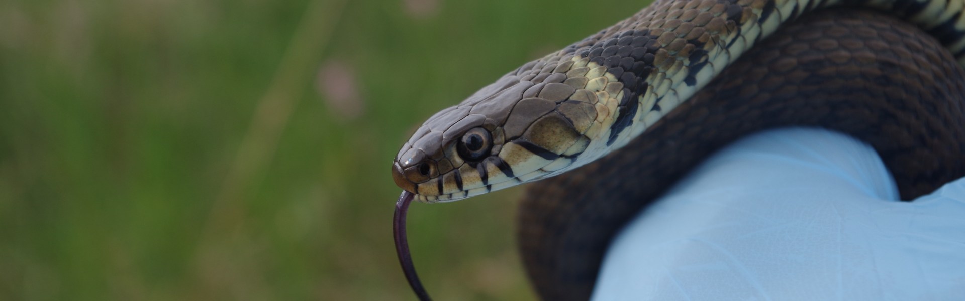 Snakes on Mount Kilimanjaro