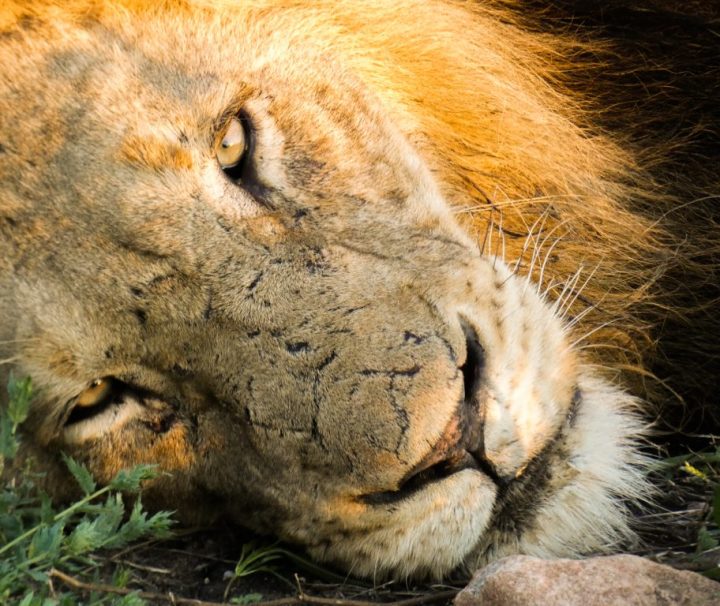 10 days Southern Tanzania Safari