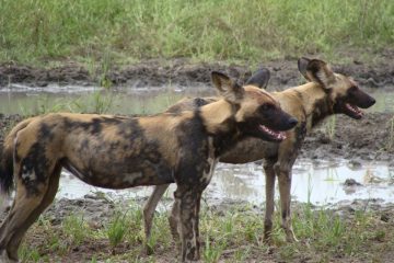 9 days Southern Tanzania Safari