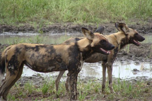 9 days Southern Tanzania Safari