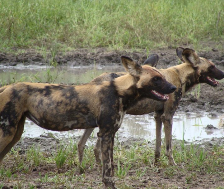9 days Southern Tanzania Safari