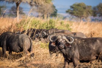 Southern Tanzania Safari 6 days