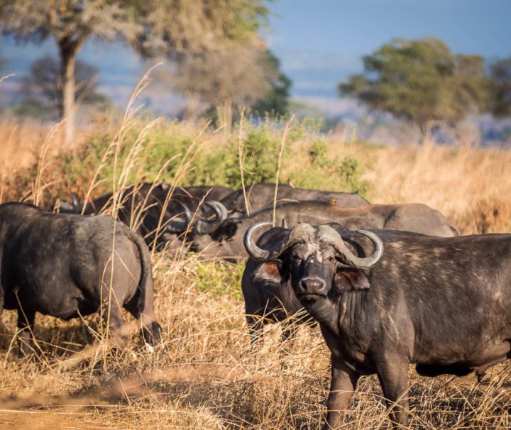 Southern Tanzania Safari 6 days