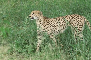 Safari