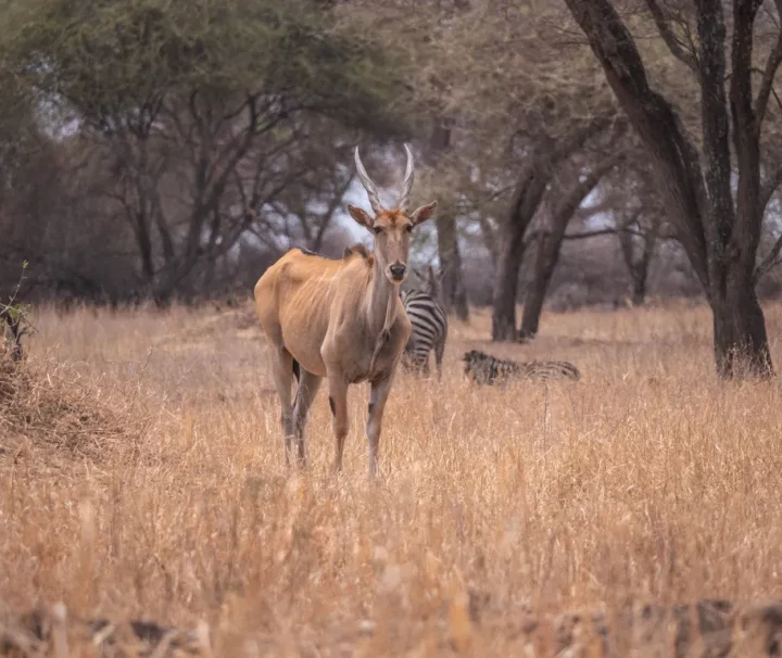 Southern Tanzania Safari 6 days Mikumi and Ruaha
