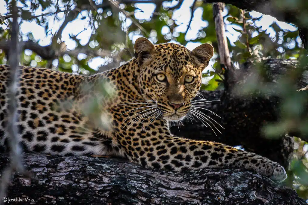 Southern Tanzania and western safari fly-in