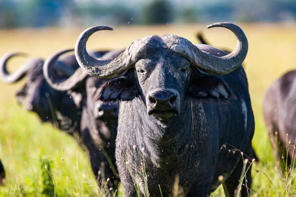 Southern Tanzania and western safari fly-in