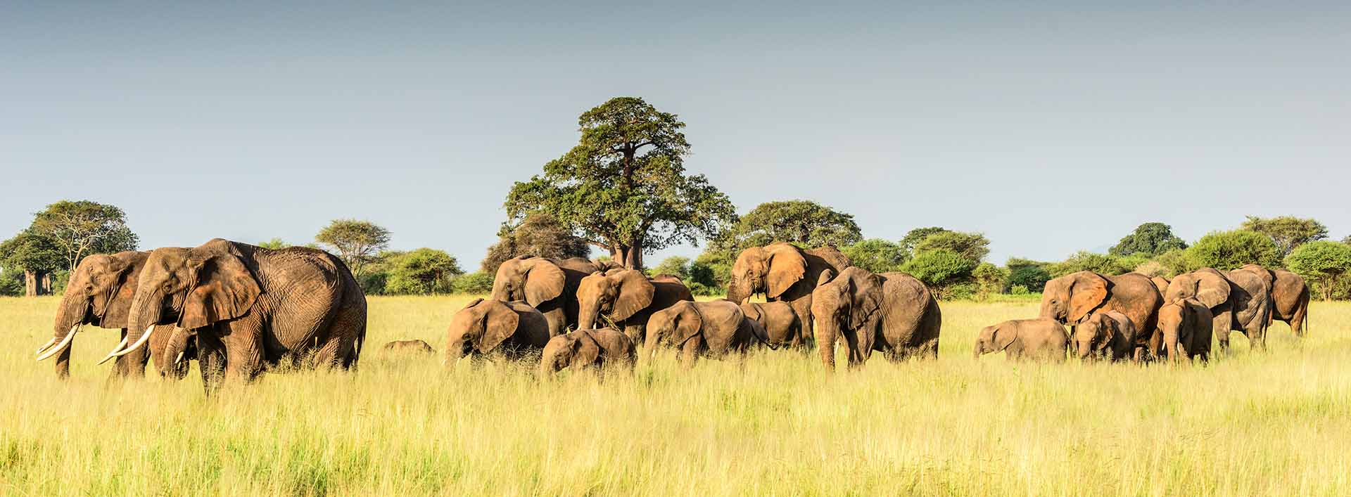 Tarangire National Park