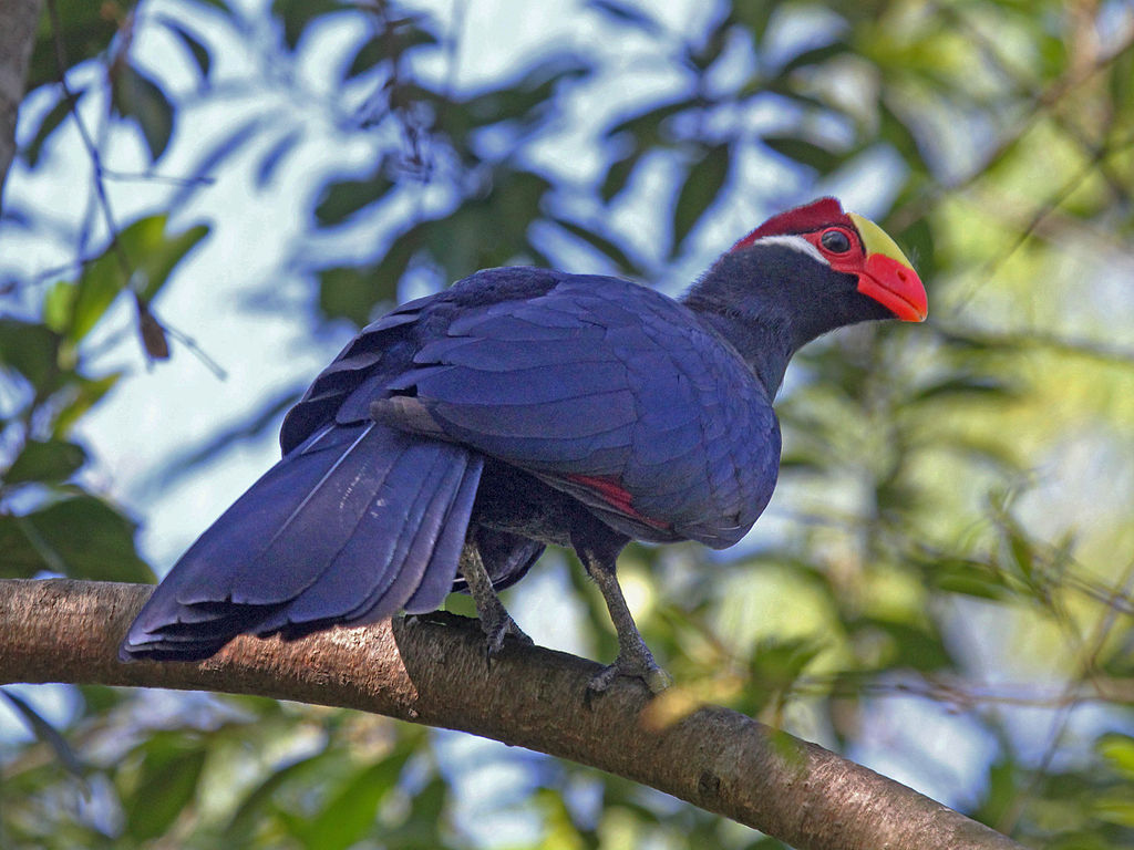 violet-turaco-kilimanjaro Violet Turaco Kilimanjaro