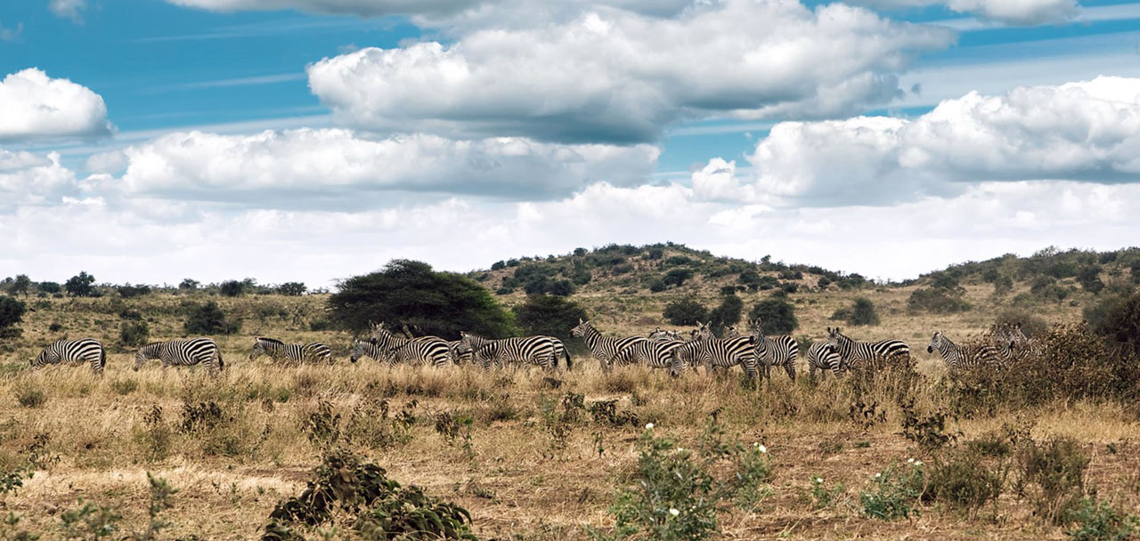 West Kilimanjaro Wildlife