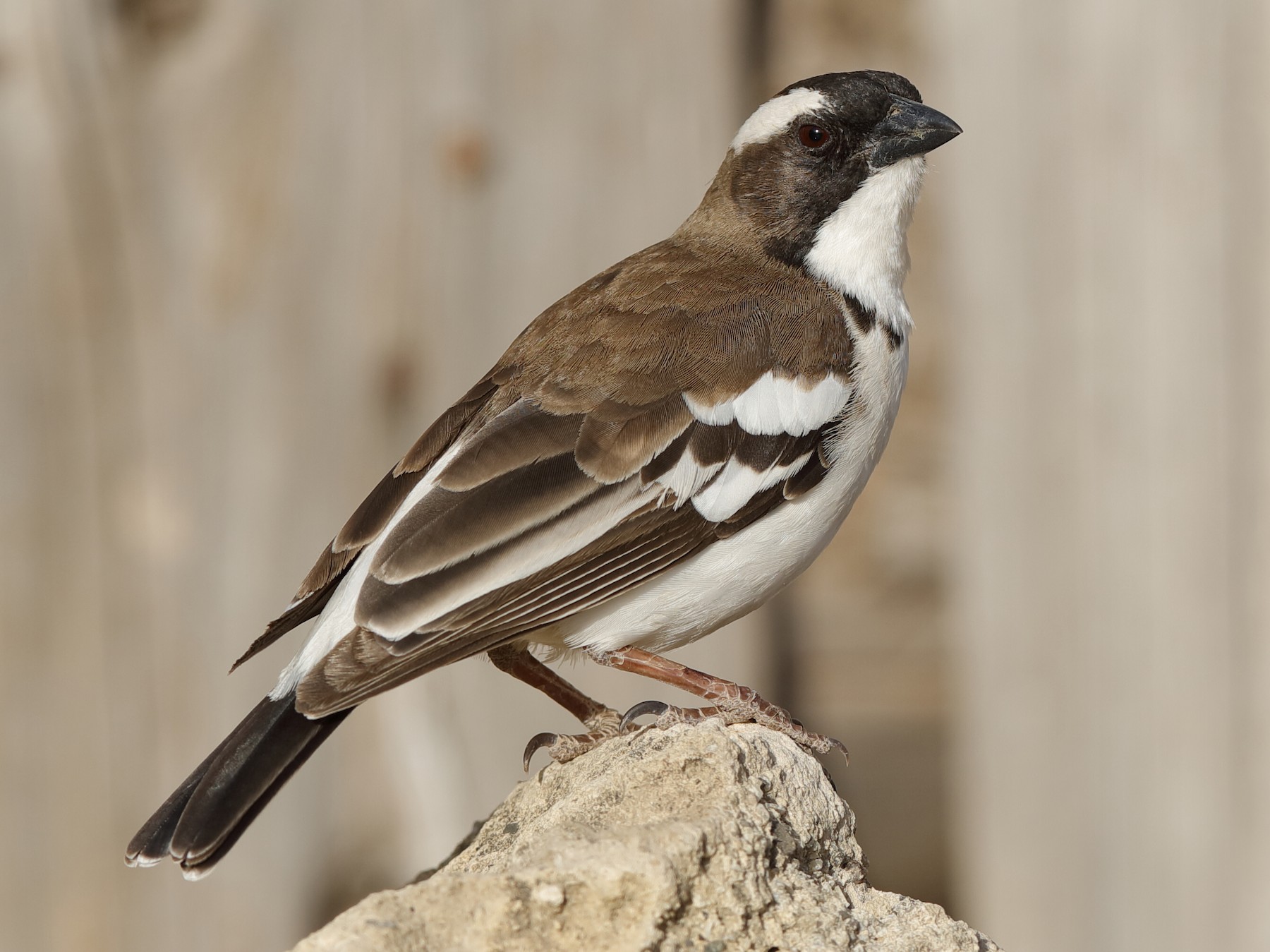 White browed sparrow weaver