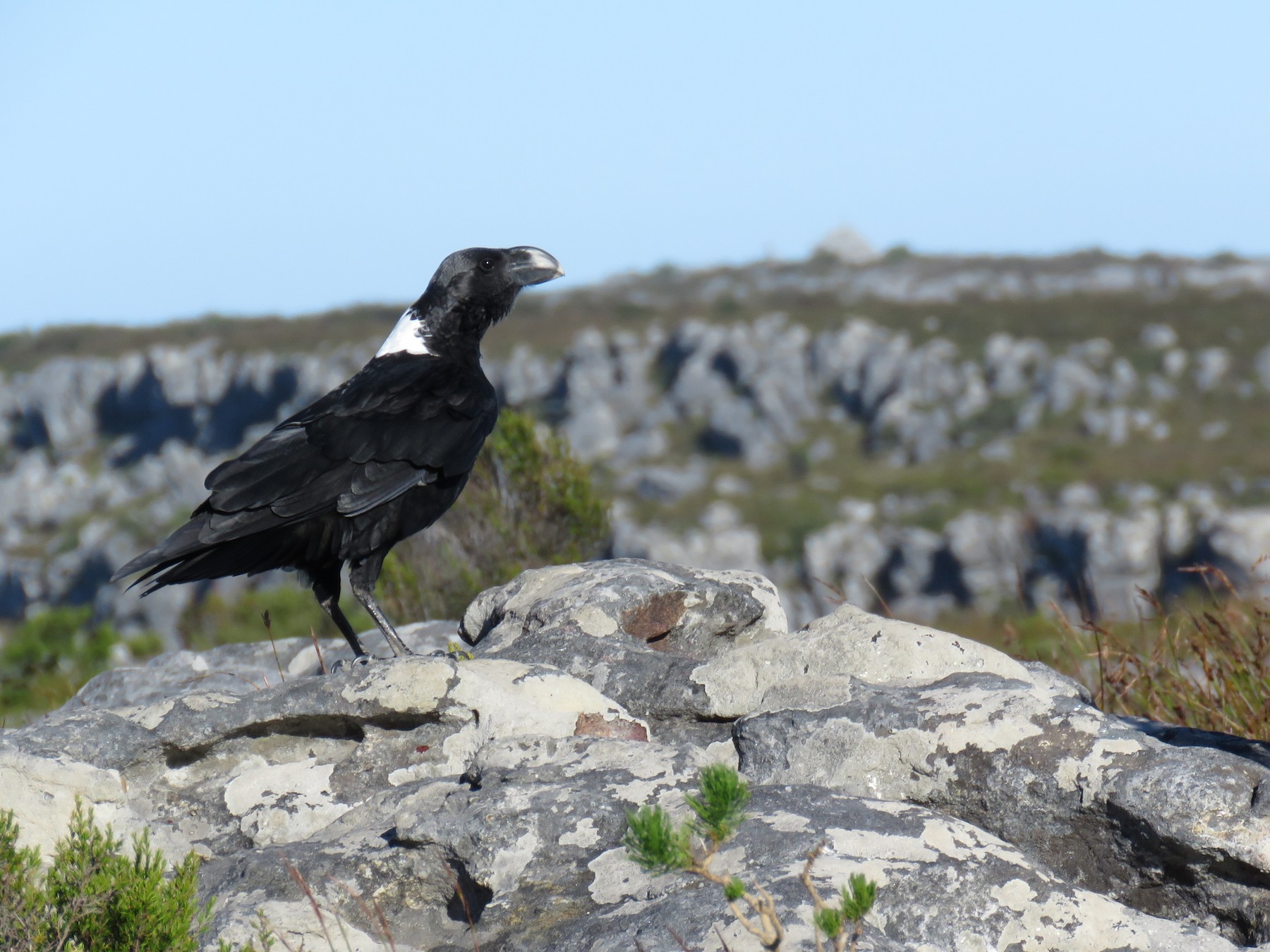 white-naked-raven-kilimanjaro white necked raven Kilimanjaro